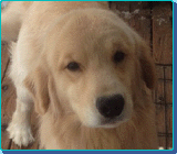 Bubble Company �� WOODY �ł��I