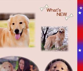 �S�[���f���̃P���l�� �o�u���J���p�j�[